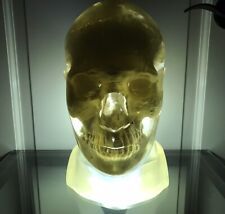 Phantom Skull Vintage ACR Transparent Human Head X-Ray Medical Radiology CT MRI picture