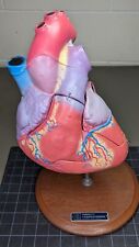 Vintage 4 Part Bobbitt Laboratories Human Heart Anatomical 11