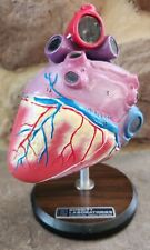 Vintage Bobbitt Laboratories Human Heart Medical Training Model Science W/ Base picture