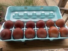 Black & Blue Copper Marans Eggs  From Cedar Hill Marans picture