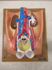 Bobbitt Laboratories Anatomical Model 3D Display Anatomy Biology Teaching Tool picture