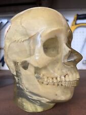 Very Rare Vintage Medical Phantom Human Skull picture