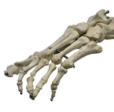 Vintage Arthritic Foot Human Skeleton Anatomical Articulated Bone Medical Model picture