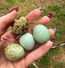 Quail Hatching Eggs - Assorted Mixed Colors, Speckled & Blue Variety 12+ 3 picture