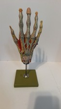Vintage Somso Anatomical Human Hand Model on Stand picture