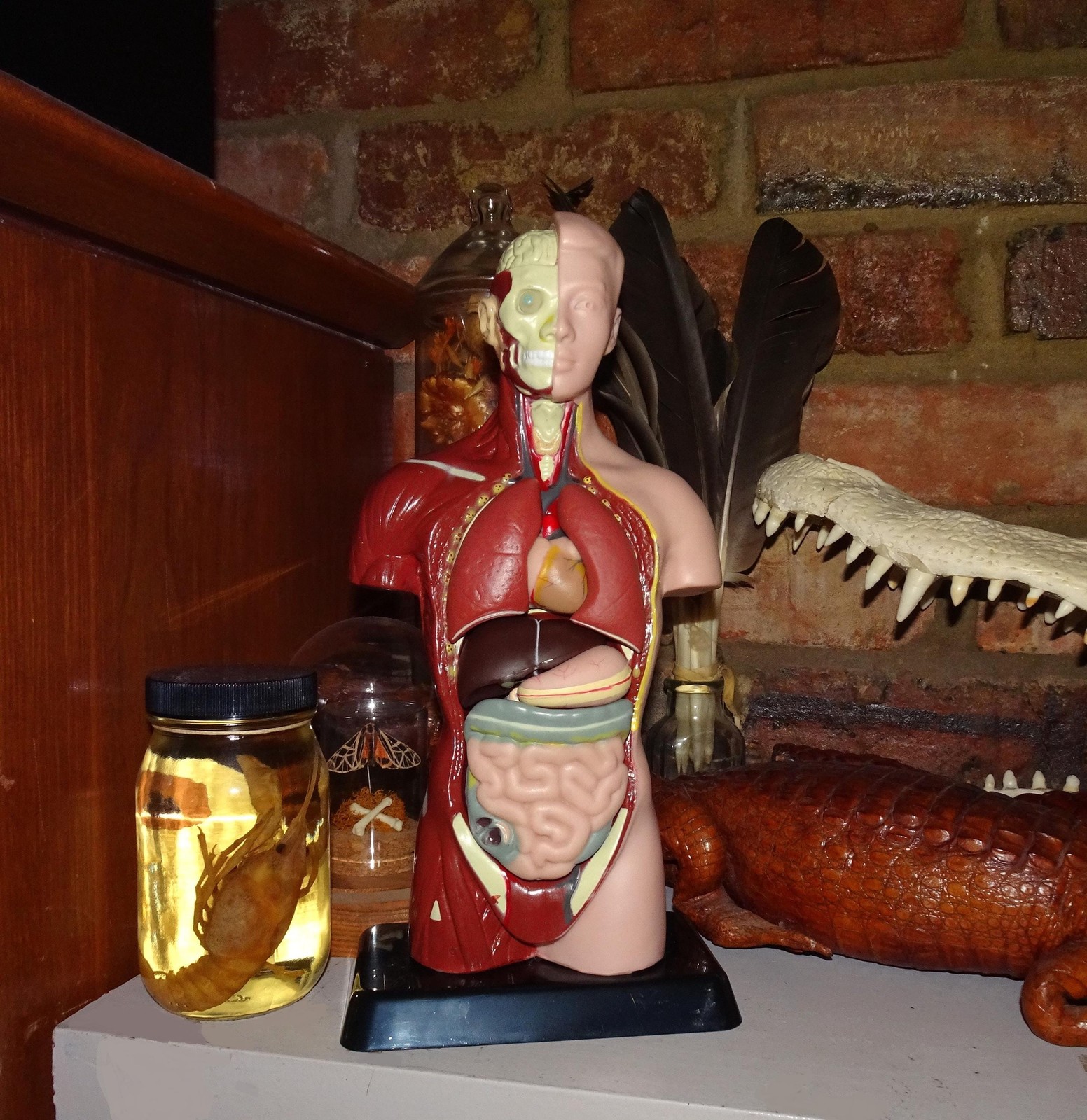 Vintage Human Torso Model w/ detachable organs oddity curiosity medical anatomy Vintage Human Torso Model w/ detachable organs oddity curiosity medical anatomy