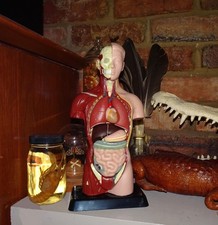 Vintage Human Torso Model w/ detachable organs oddity curiosity medical anatomy picture