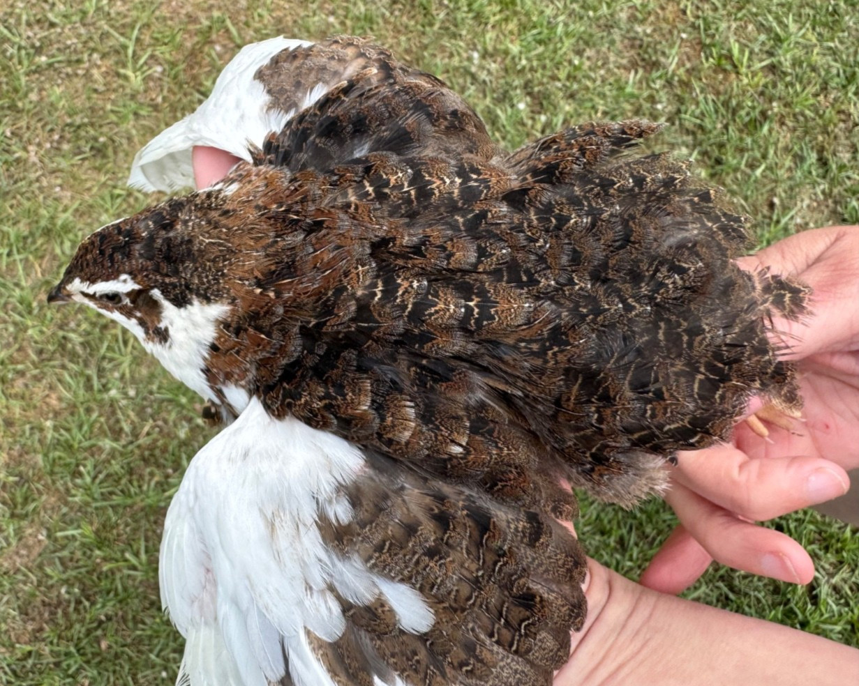 55+ RARE COLORS Coturnix Quail Hatching Eggs NPIP AI Free 55+ RARE COLORS Coturnix Quail Hatching Eggs NPIP AI Free
