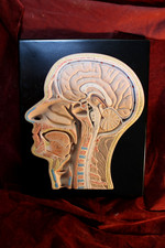 Vintage Mid-Century Medical School Anatomical Head & Brain Model Halloween Art picture