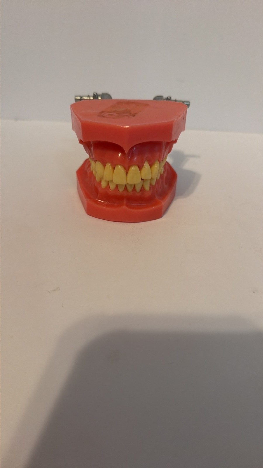 Vintage Anatomical Dental Teeth Model with Metal Spring Hinge Vintage Anatomical Dental Teeth Model with Metal Spring Hinge