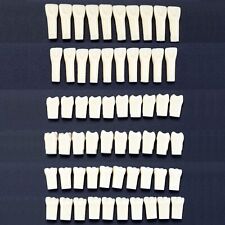 Kilgore NISSIN 200 Fit Dental Individual Typodont Teeth Replacement for 32 Teeth picture