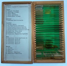 25 Vintage Embryology Microscope Slides - Chick Frog Starfish Mammal Wooden Case picture