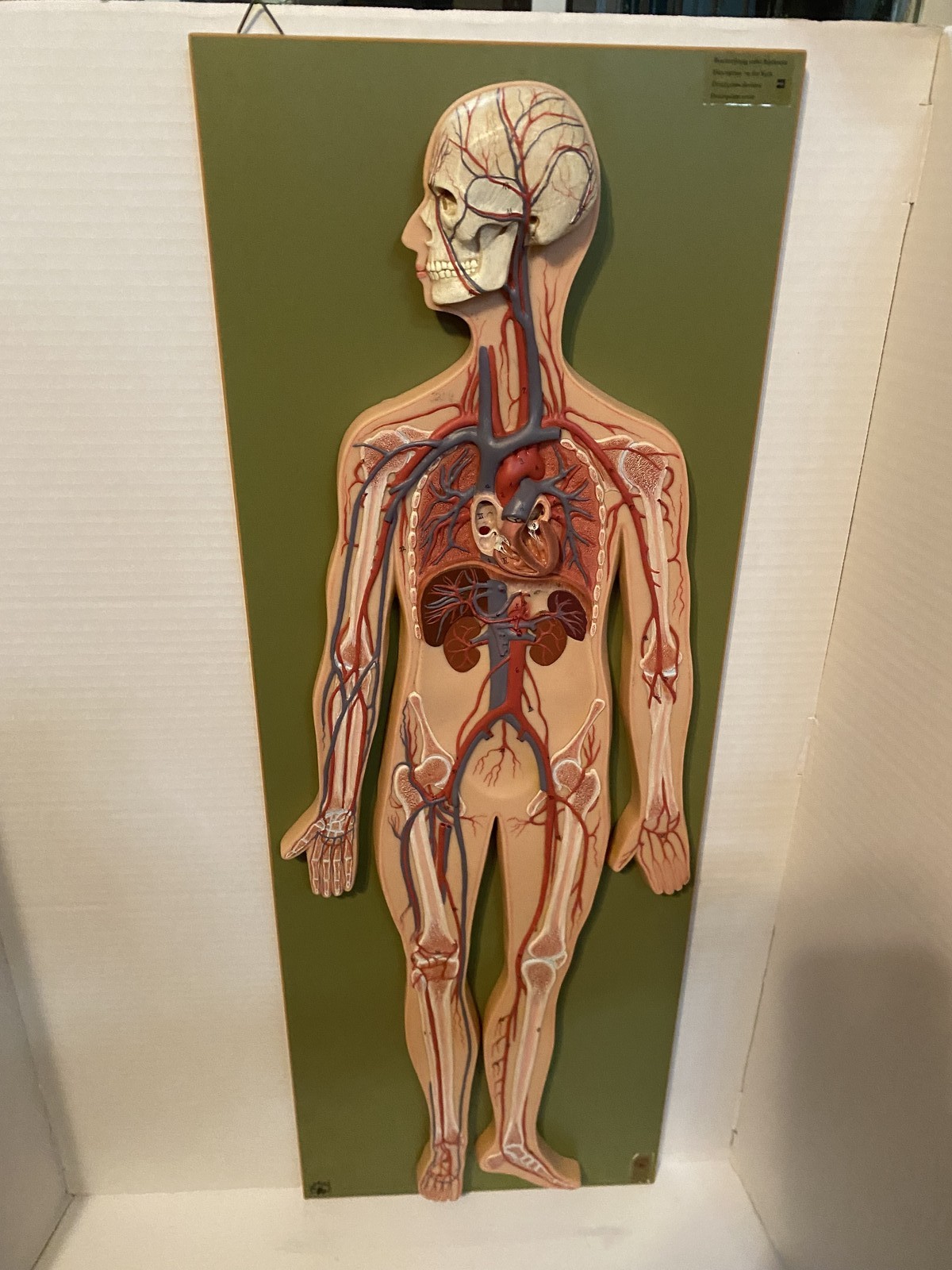 Vintage SOMSO Human Anatomy Vascular System Relief Model Vintage SOMSO Human Anatomy Vascular System Relief Model