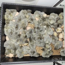 12 +2/ RARE BREED Lavender Orpington Hatching Eggs picture