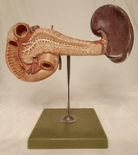 Somso Scientific Model Pancreas, Duodenum, & Spleen Vintage West Germany picture