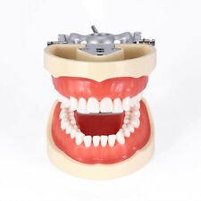 Kilgore NISSIN 200 Type Dental Typodont Model Removable Preparation Teeth 32Pcs picture
