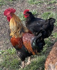 Two (2) rare Black Copper Maran Fertile Hatching Egg Colorful beautiful Unique picture