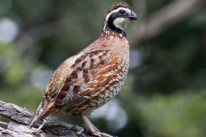 15+ Gun Dog Bob White Quail Hatching Eggs NPIP AI Free 15+ Gun Dog Bob White Quail Hatching Eggs NPIP AI Free