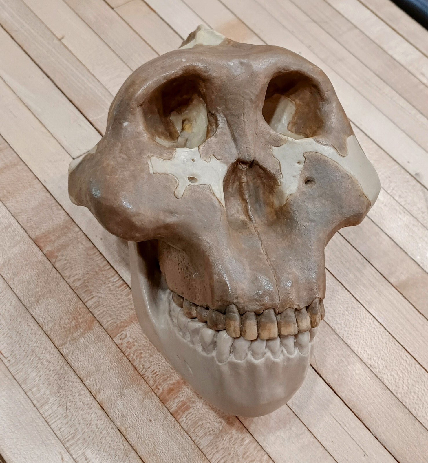 Vintage Somso Australopithecus Boisei Replica Anatomy Educational Skull Model Vintage Somso Australopithecus Boisei Replica Anatomy Educational Skull Model