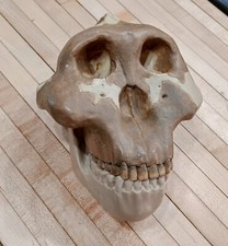 Vintage Somso Australopithecus Boisei Replica Anatomy Educational Skull Model picture