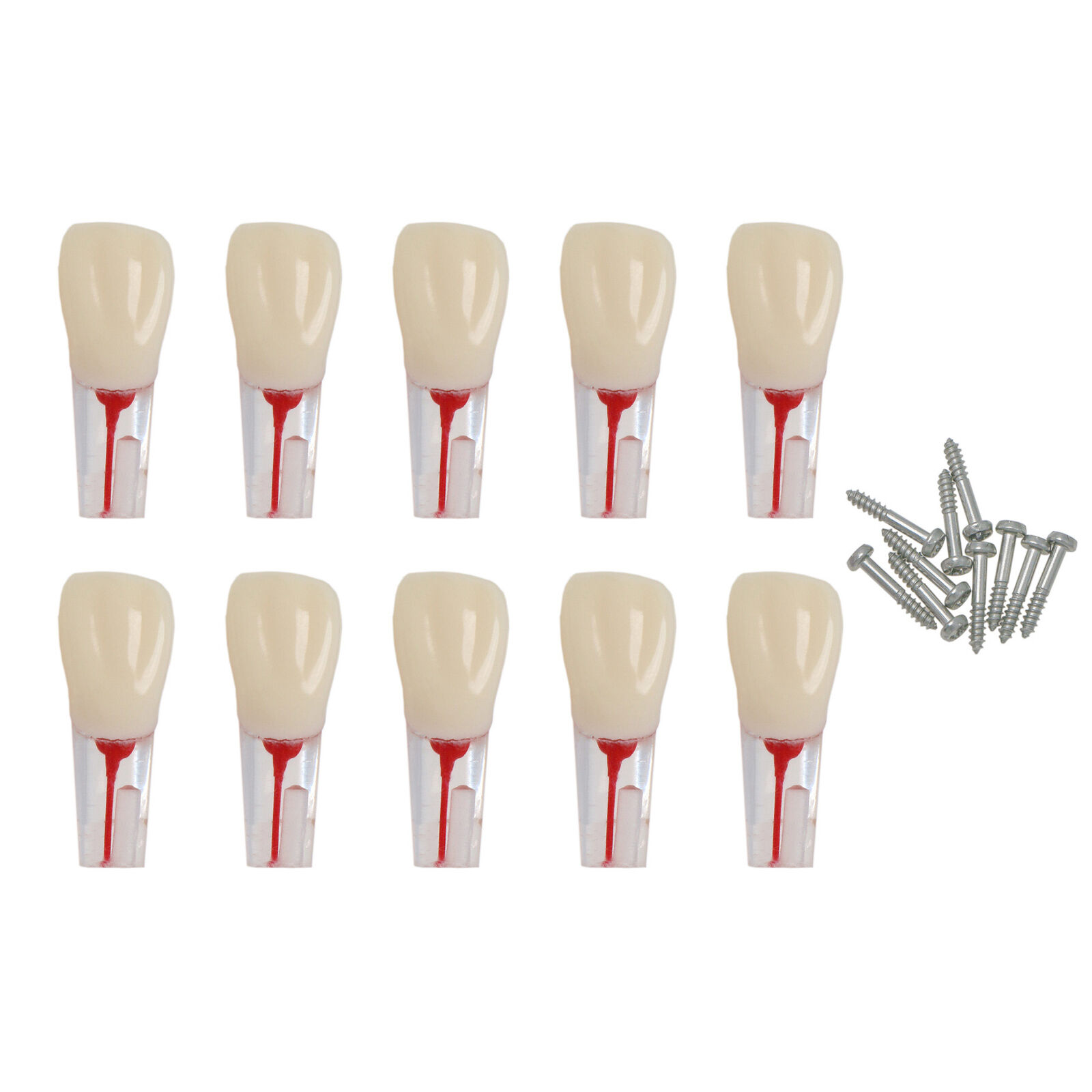 10PCS Kilgore Nissin Type Dental Endo Root canal Practise Typodont Teeth Model