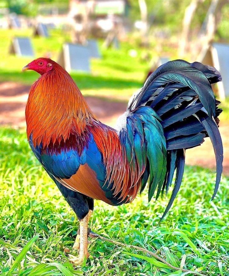 RARE NPIP AI CLEAN BLACK BREASTED JUNGLE FOWL HATCHING EGGS ONE DOZEN ++