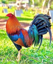 RARE NPIP AI CLEAN BLACK BREASTED JUNGLE FOWL HATCHING EGGS ONE DOZEN ++ picture