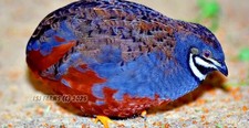 14 Button Quail Hatching Eggs Rare Exotic Colors, Chinese Painted ULTRA RARE picture