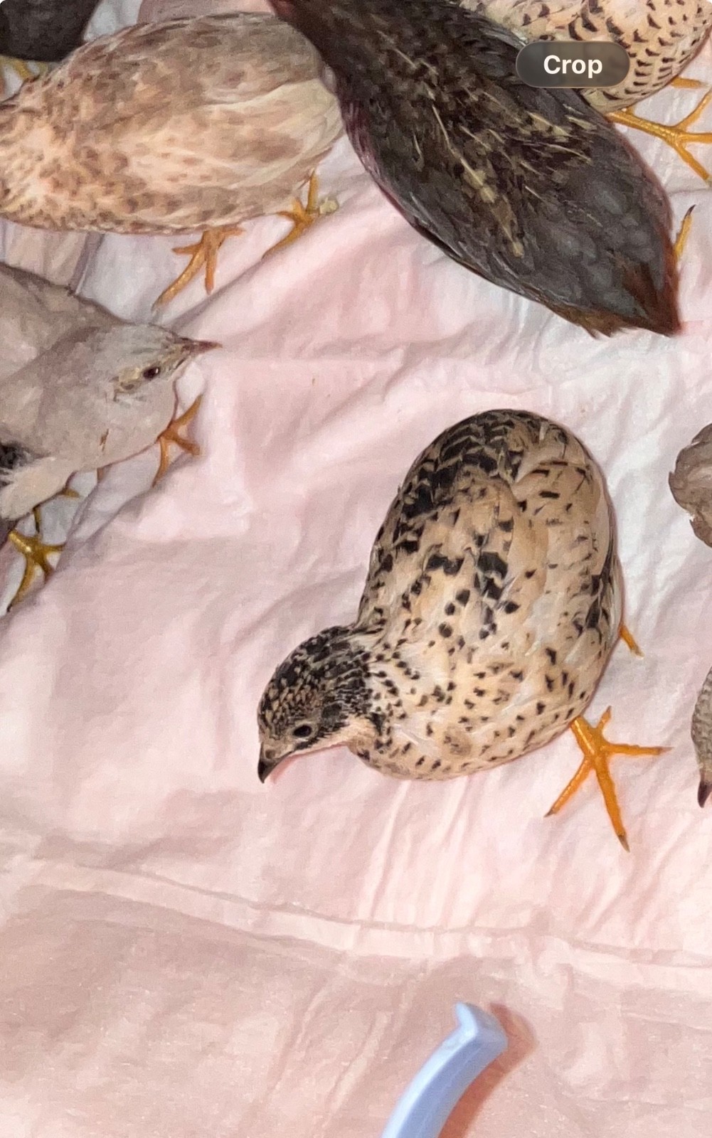 6 Button Quail Hatching Eggs 6 Button Quail Hatching Eggs