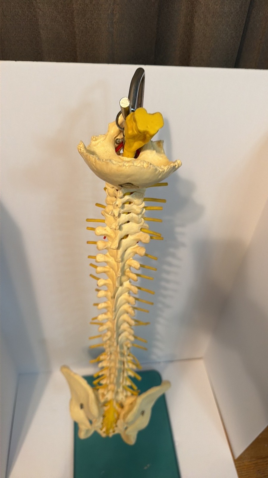 Vintage SOMSO Human Vertebral Column with Pelvis Model - Made in West Germany Vintage SOMSO Human Vertebral Column with Pelvis Model - Made in West Germany