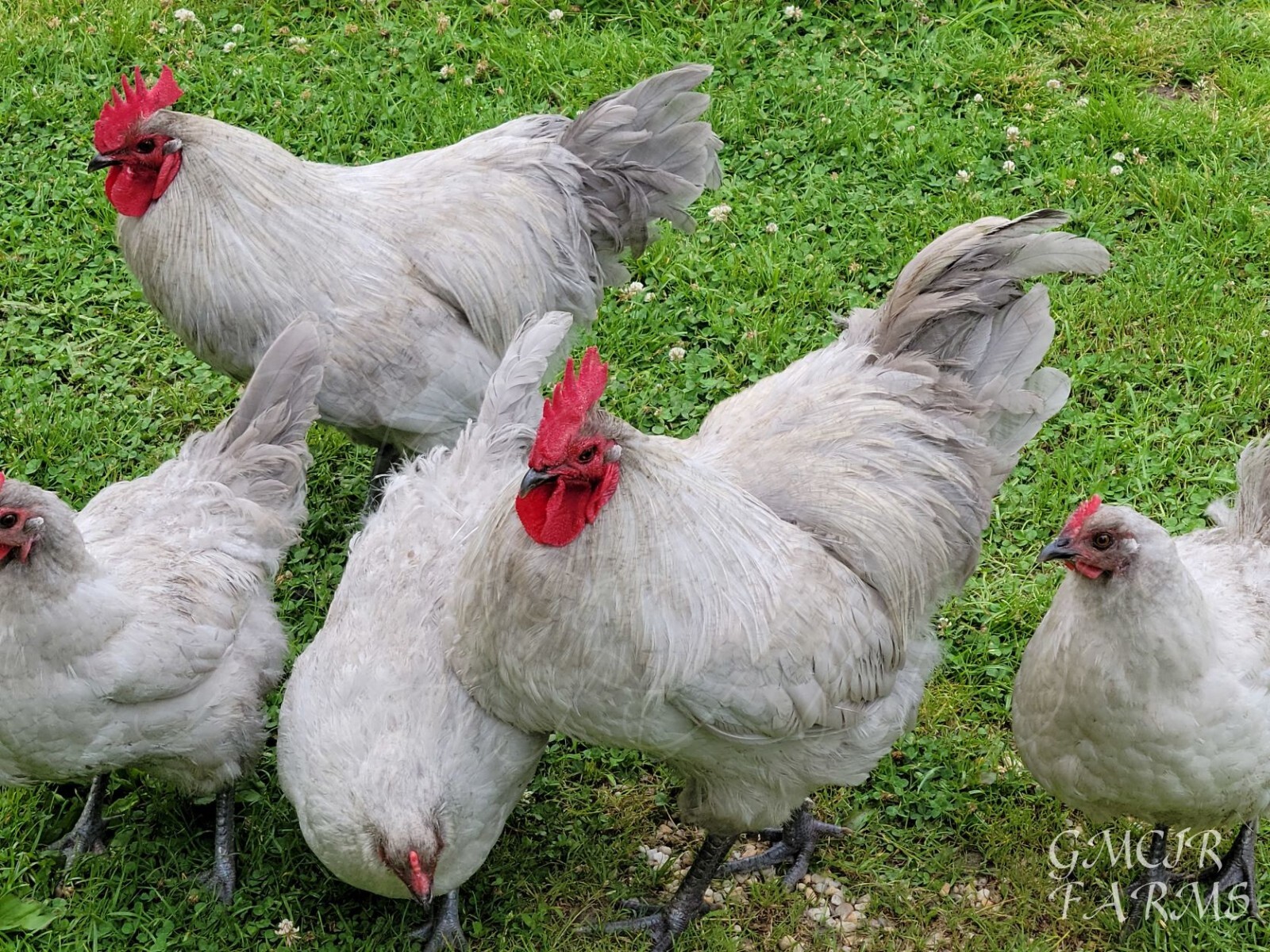 12 +2/ RARE BREED Lavender Orpington Hatching Eggs 12 +2/ RARE BREED Lavender Orpington Hatching Eggs
