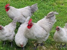12 +2/ RARE BREED Lavender Orpington Hatching Eggs picture