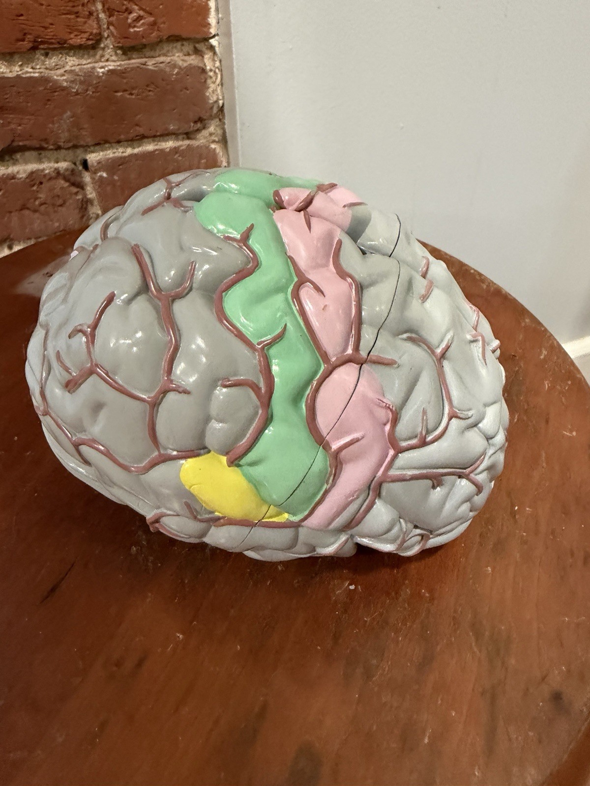 Vintage 4 Part Anatomical Brain Model Dissectible Hand Painted Medical Oddities⁠