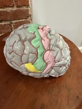 Vintage 4 Part Anatomical Brain Model Dissectible Hand Painted Medical Oddities picture